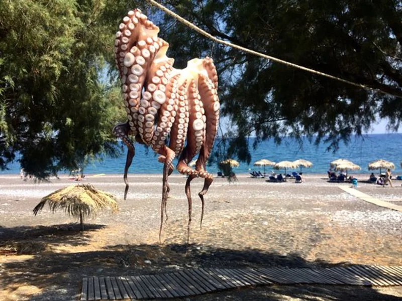 Octopus drying beside the beach